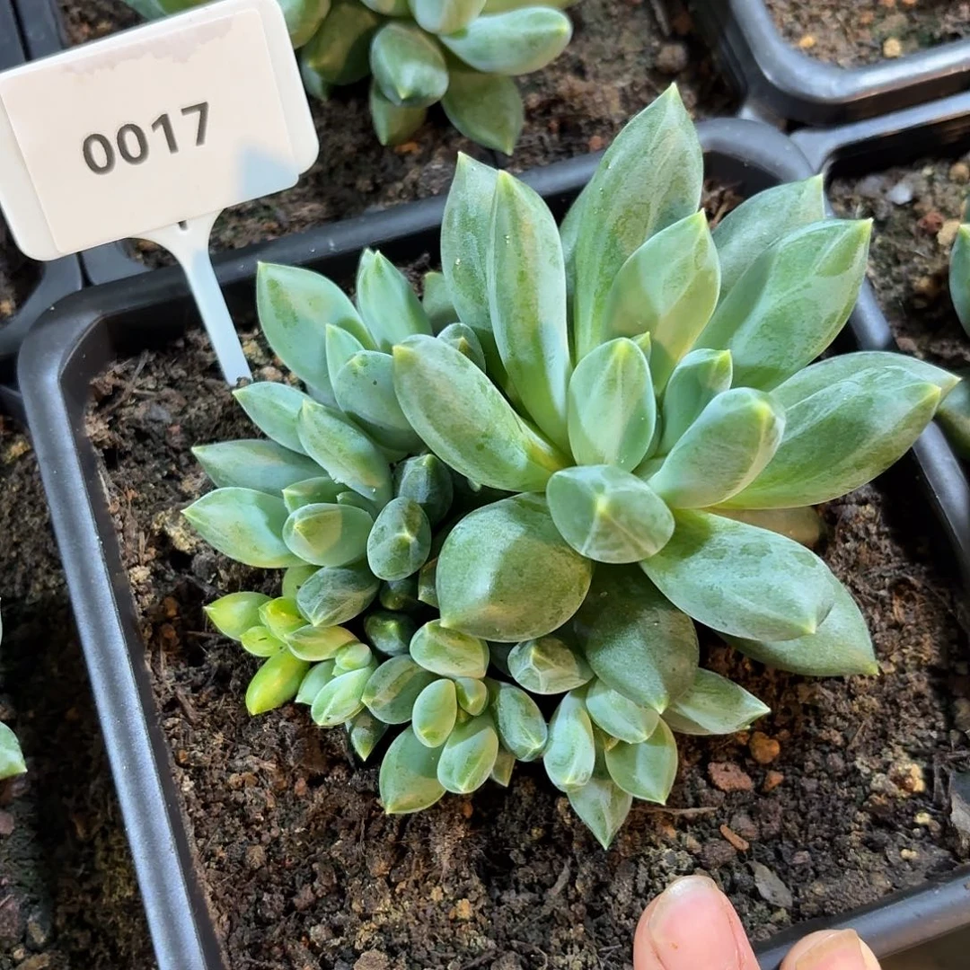 重楼锦12345678911