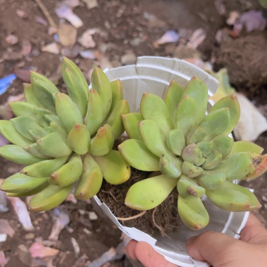 黄金象牙双头起发，120杯