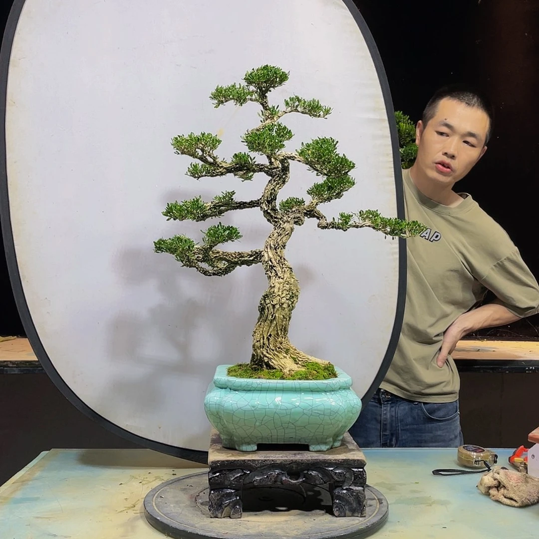 B*S黄杨盆景四季常青