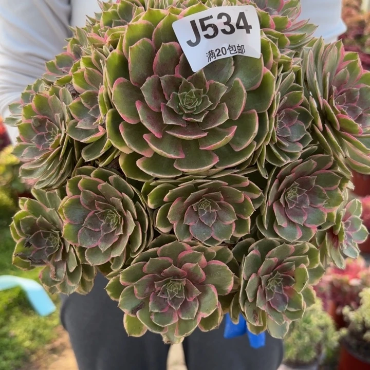 瑞妈多肉植物534.