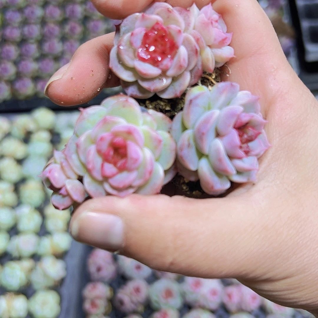 糖心额5个19包邮多肉