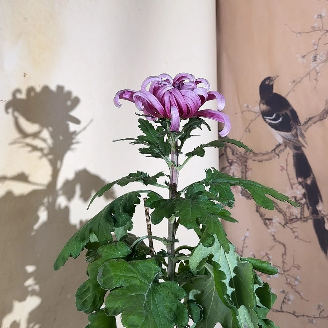 全部花朵N2222222