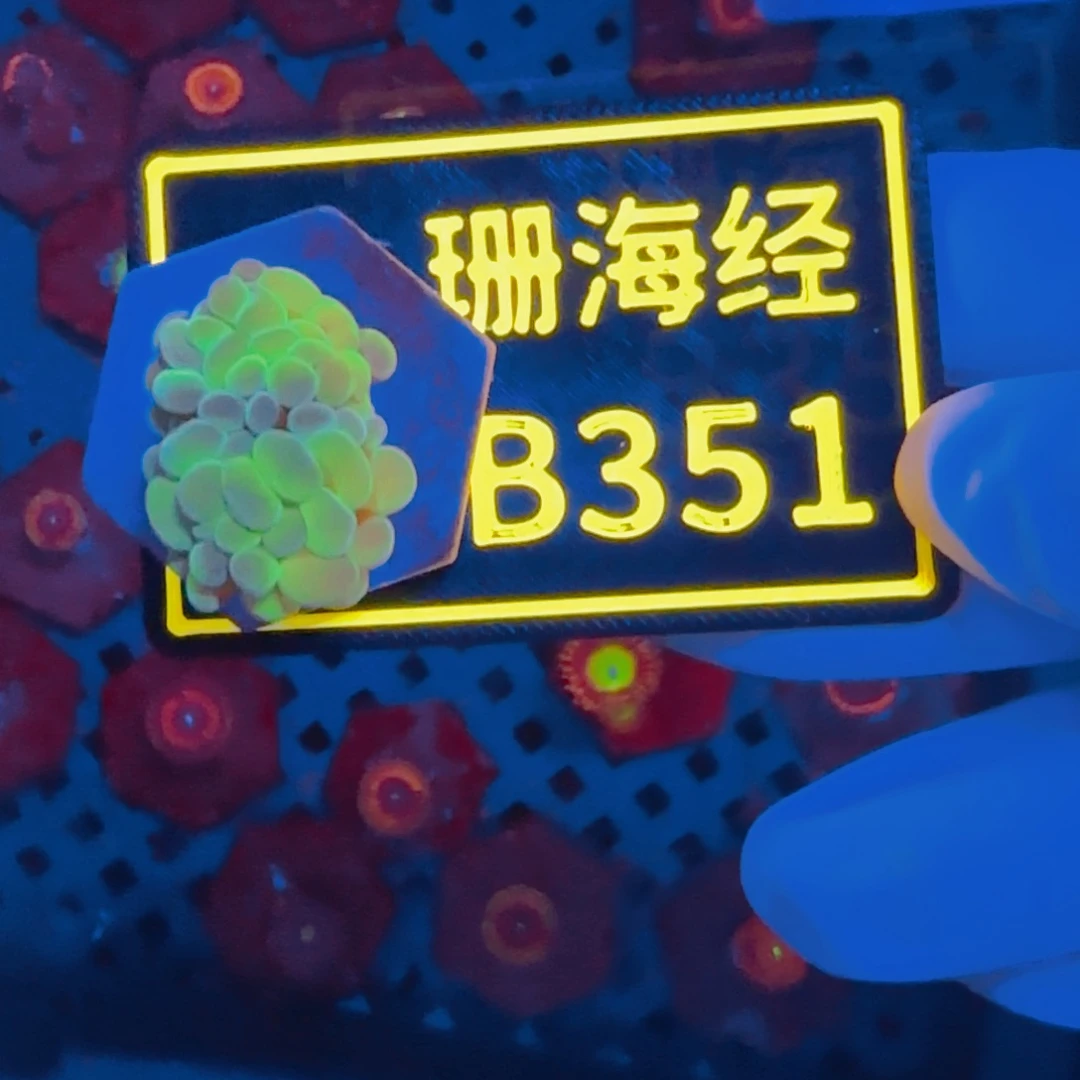 ****纽扣珊瑚晓晓不包邮榔头B351