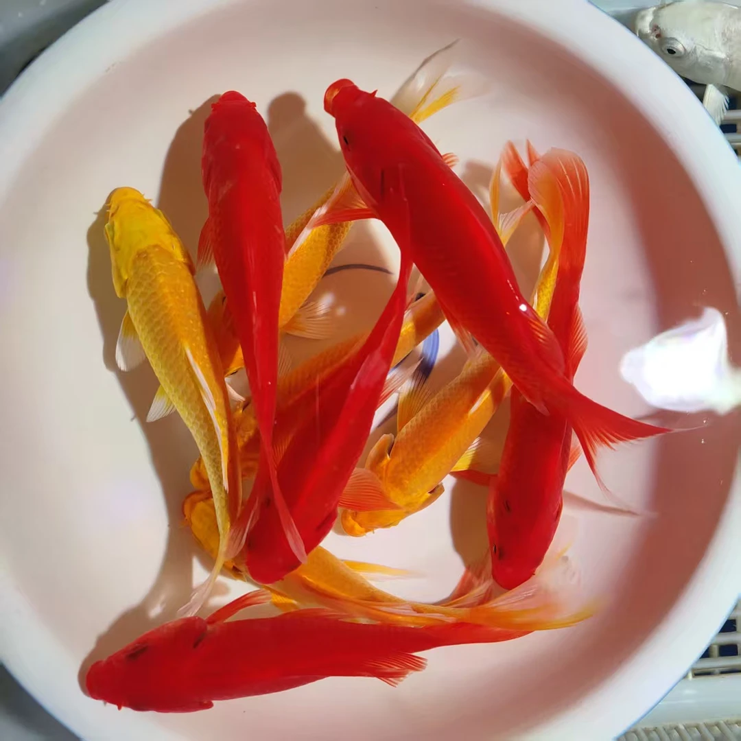 冷水观赏鱼黄锦鲤.红草金·8cm-11cm