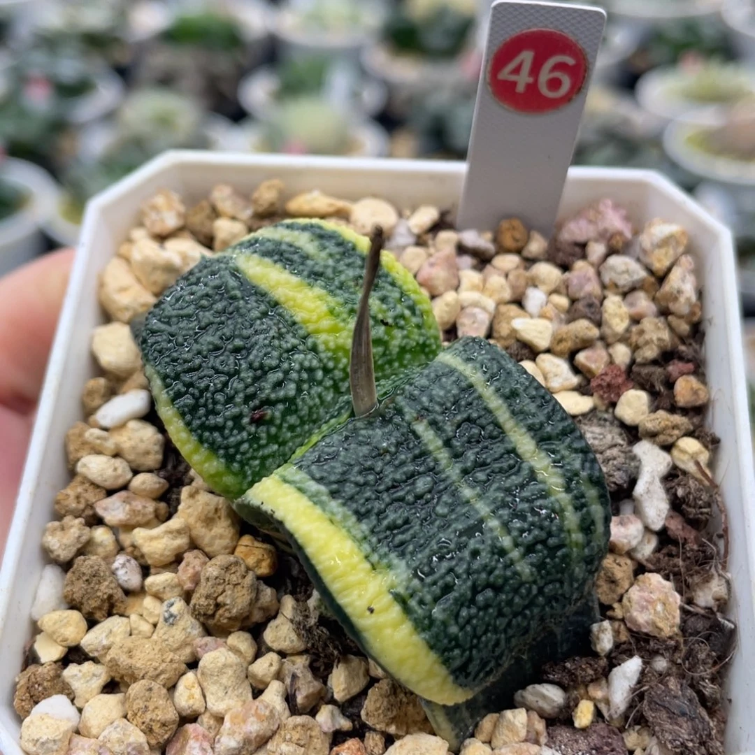 46 太阳雨卧牛锦1111111