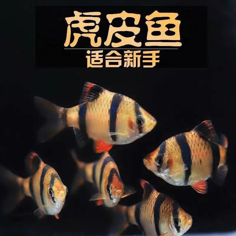 新手好养虎皮鱼热带小型观赏鱼淡水活体耐活群游鱼