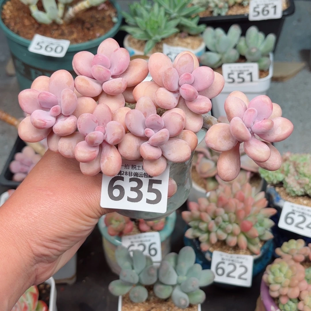 糖果桃蛋6头无盆土发货