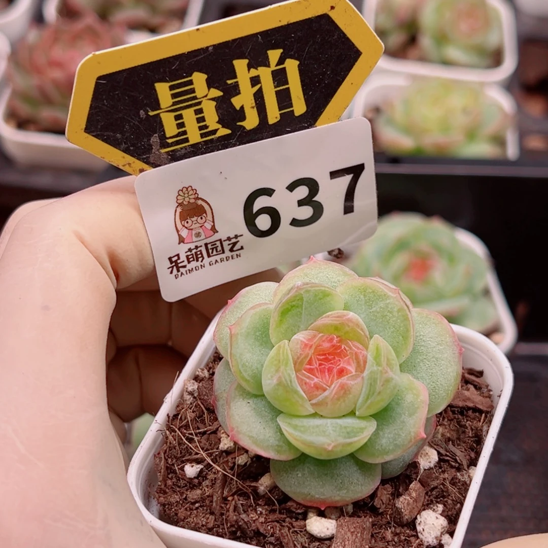 多肉植物多肉植物