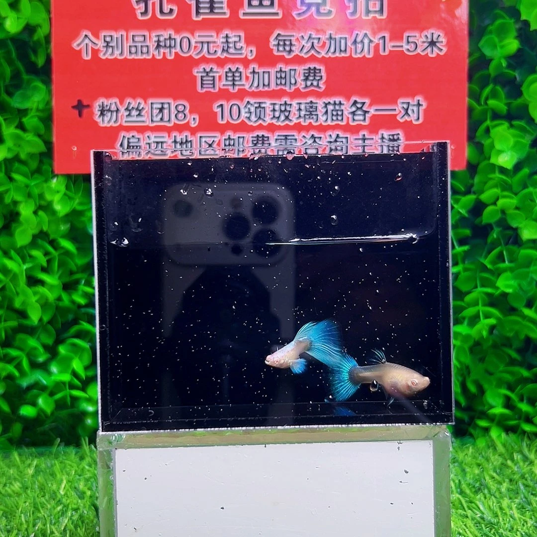 海水鱼蓝白飞船孔雀鱼