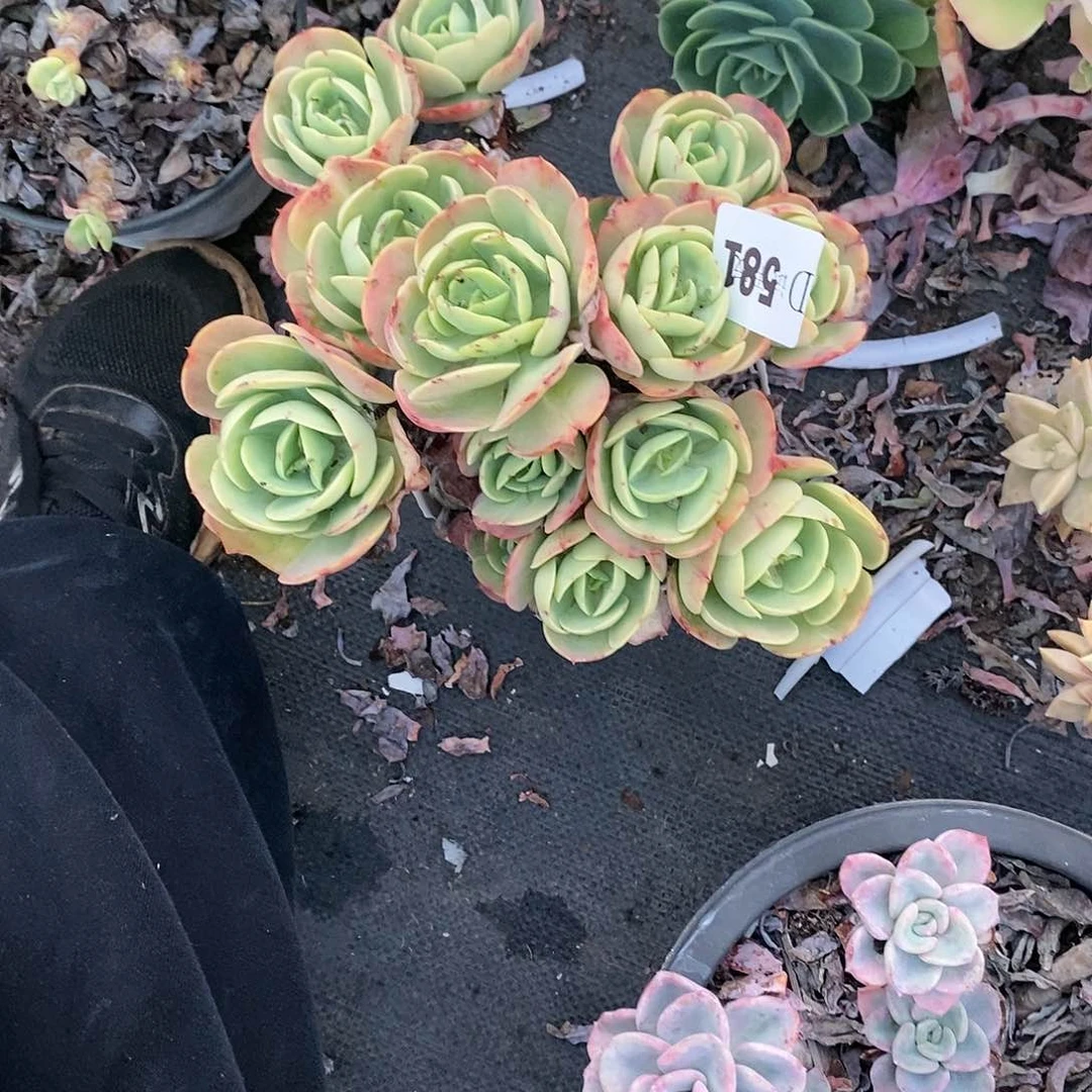 白***?581碧桃多肉植物送多肉药