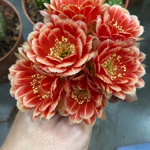 丽花拉丝开花漂亮好看