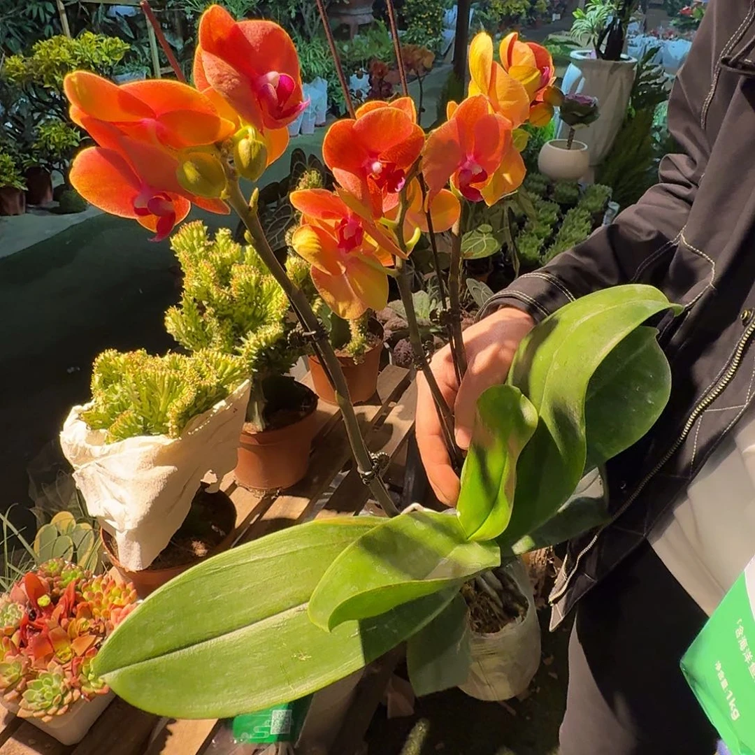 完全开放大颗蝴蝶兰