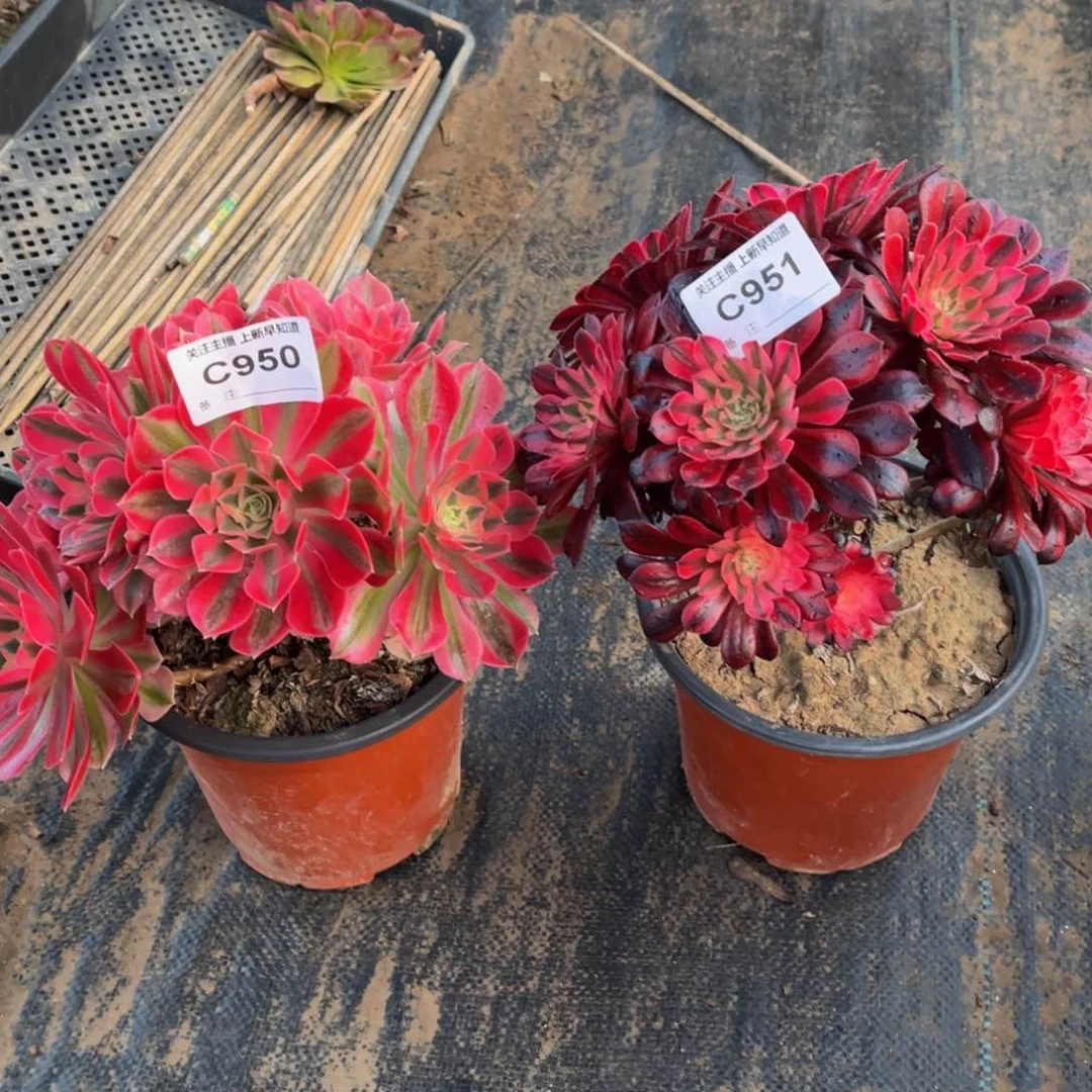 多肉植物950.951粉女巫，黑铜白两小颗