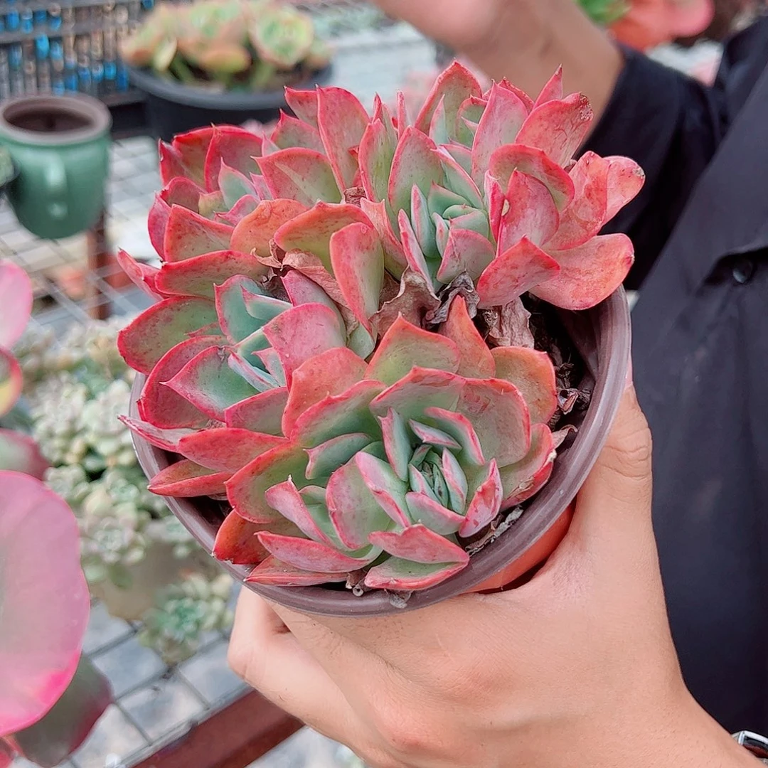 绮罗仙子多头群生