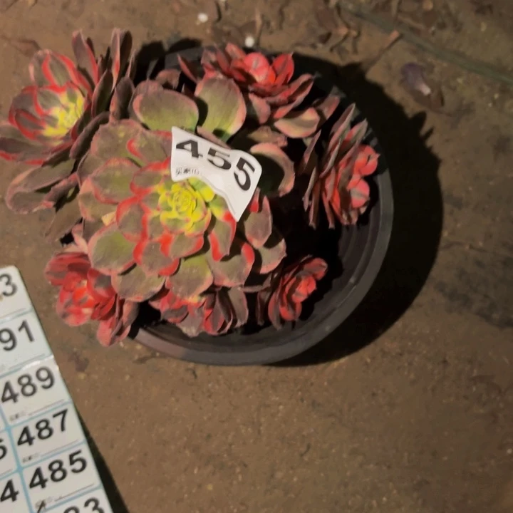 455半糖荔枝多肉植物不售后