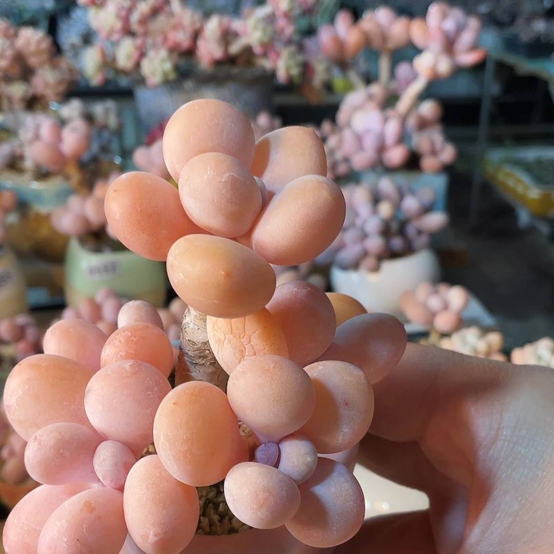 三***木多肉植物的生长发育和生长发育