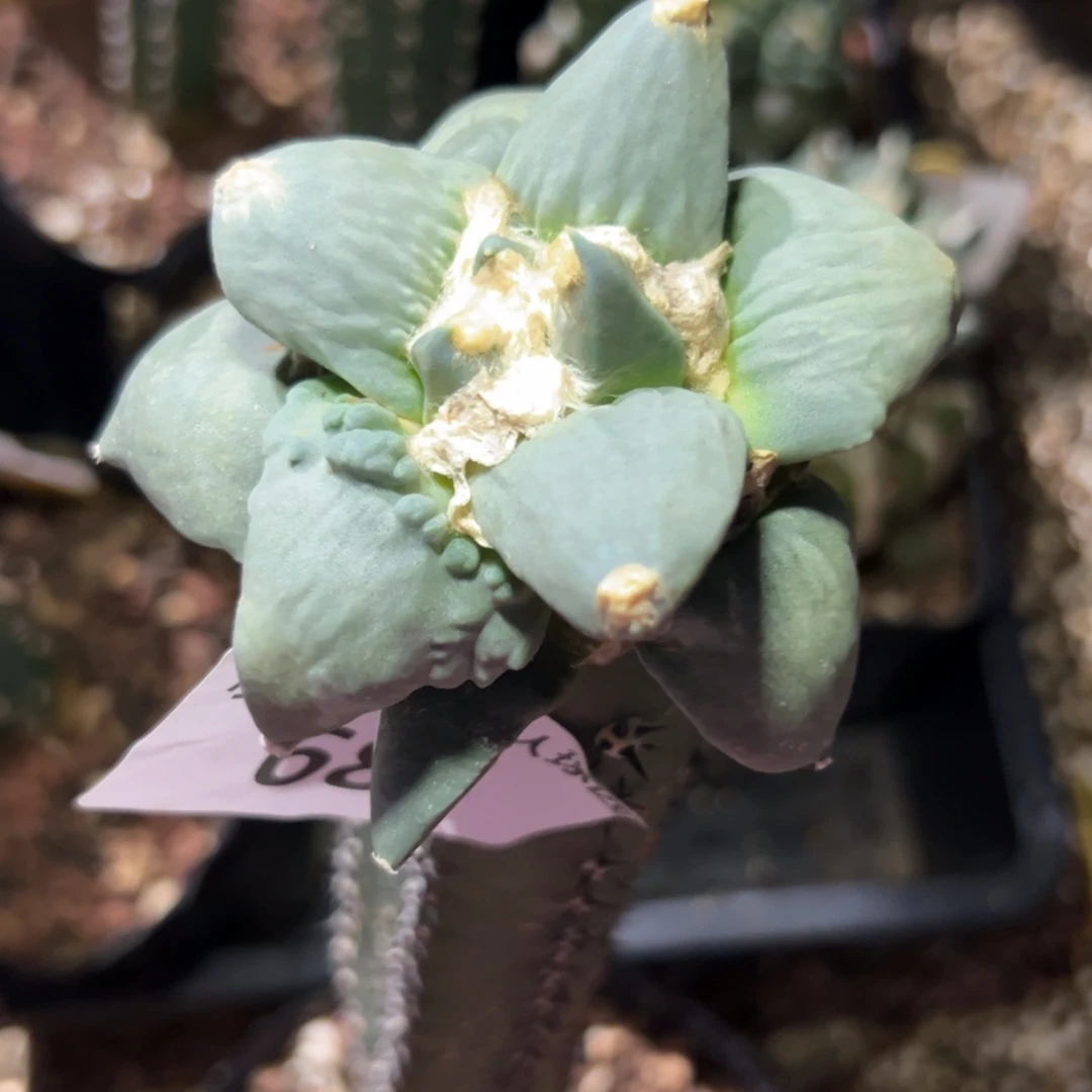 云***轻684 袖蒲嫁接仙人球