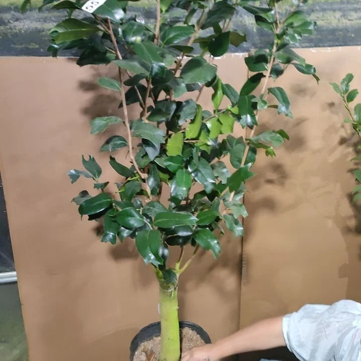 551黑狮子金鱼，原盆原土发货，不包邮
