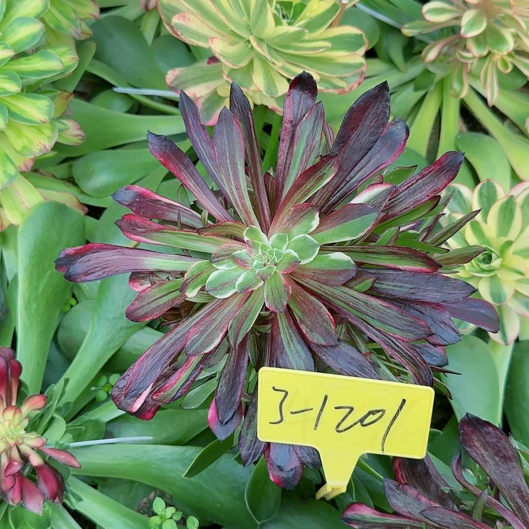 3-1201--+多头多肉植物