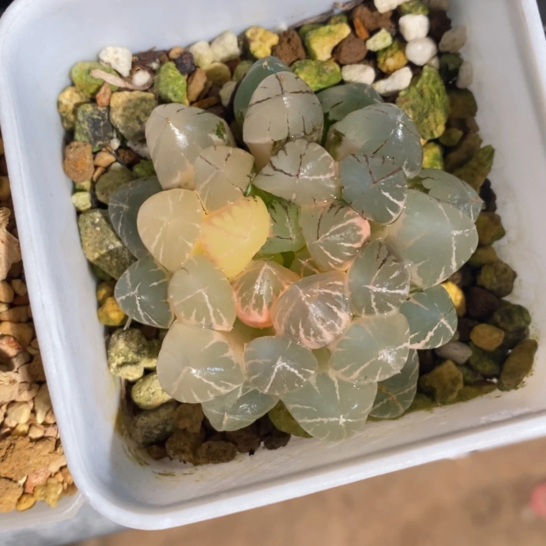 一颗实生玉露锦 特价