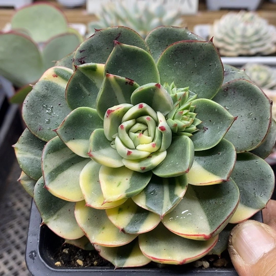 08226 斗牛士花脸锦 需延时发货