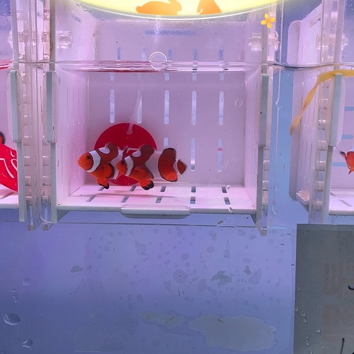 海水鱼公子小丑鱼今天发货