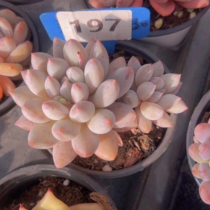 健健康康平平安安