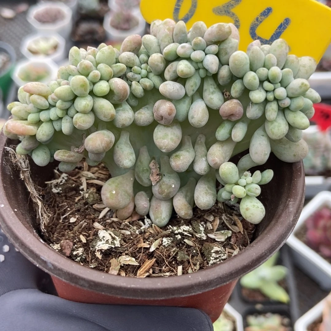 634粉兔缀多肉植物