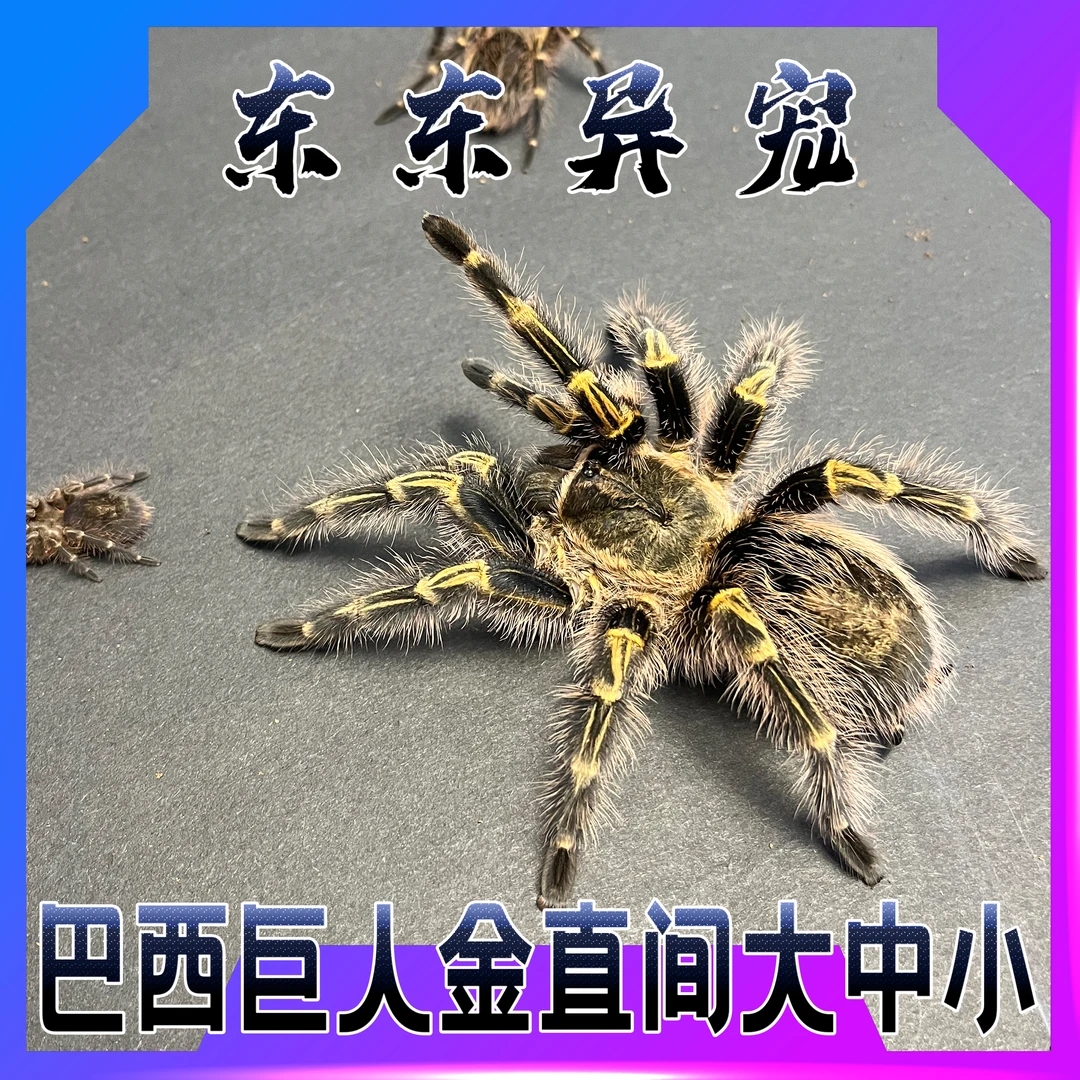 【东东】巴西巨人金直间新手好养可爱俱乐部宠物蜘蛛容易饲养