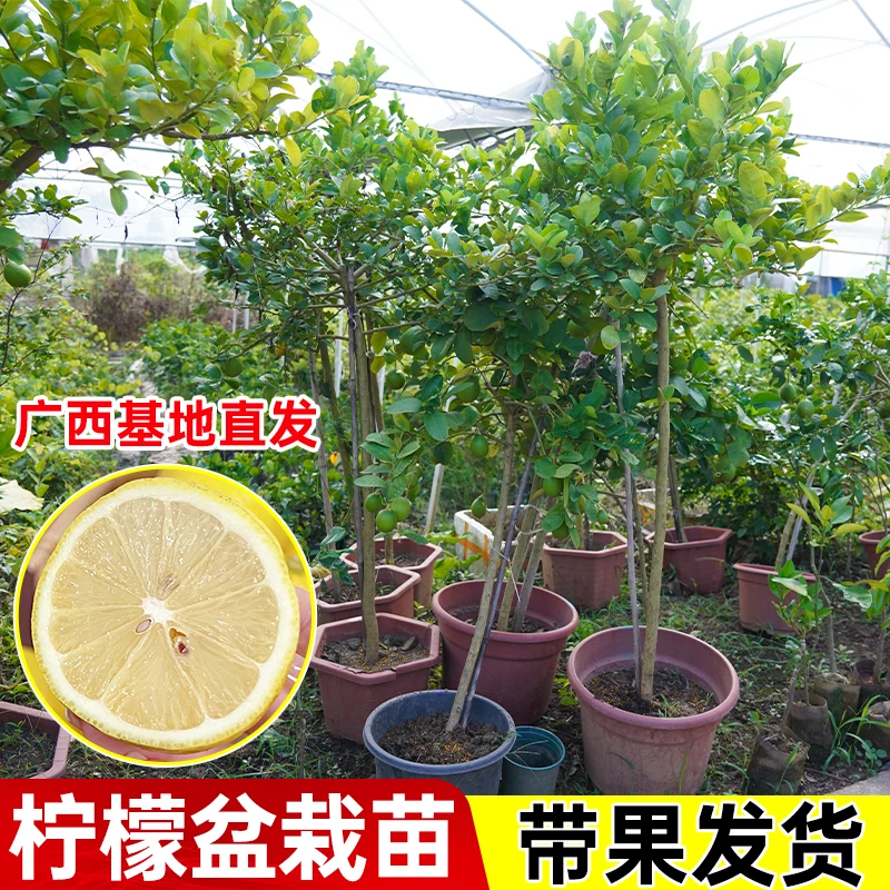 【直播专享】香水柠檬树盆栽带果发货可食用阳台室内大型绿植物柠檬