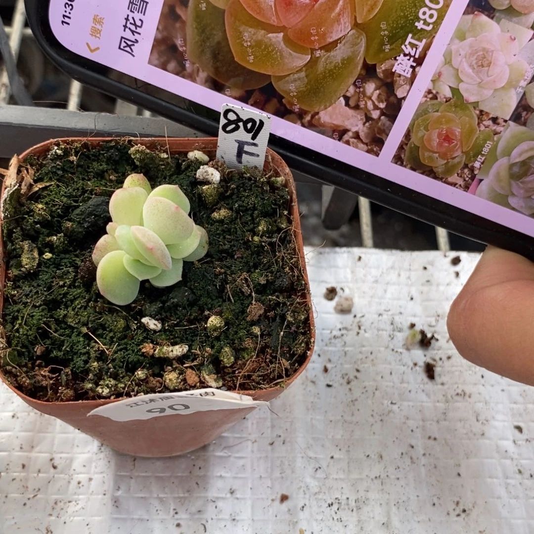 标签90风花雪月醉红一个多肉