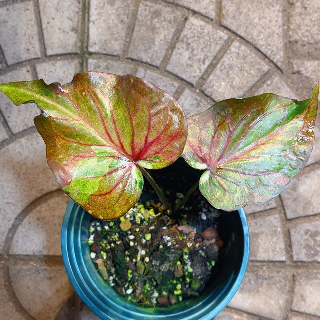 完全开放Y*p3834泰彩