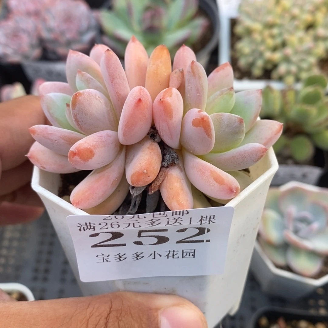 双头星星雪一物一拍满20包邮满26送一颗多肉