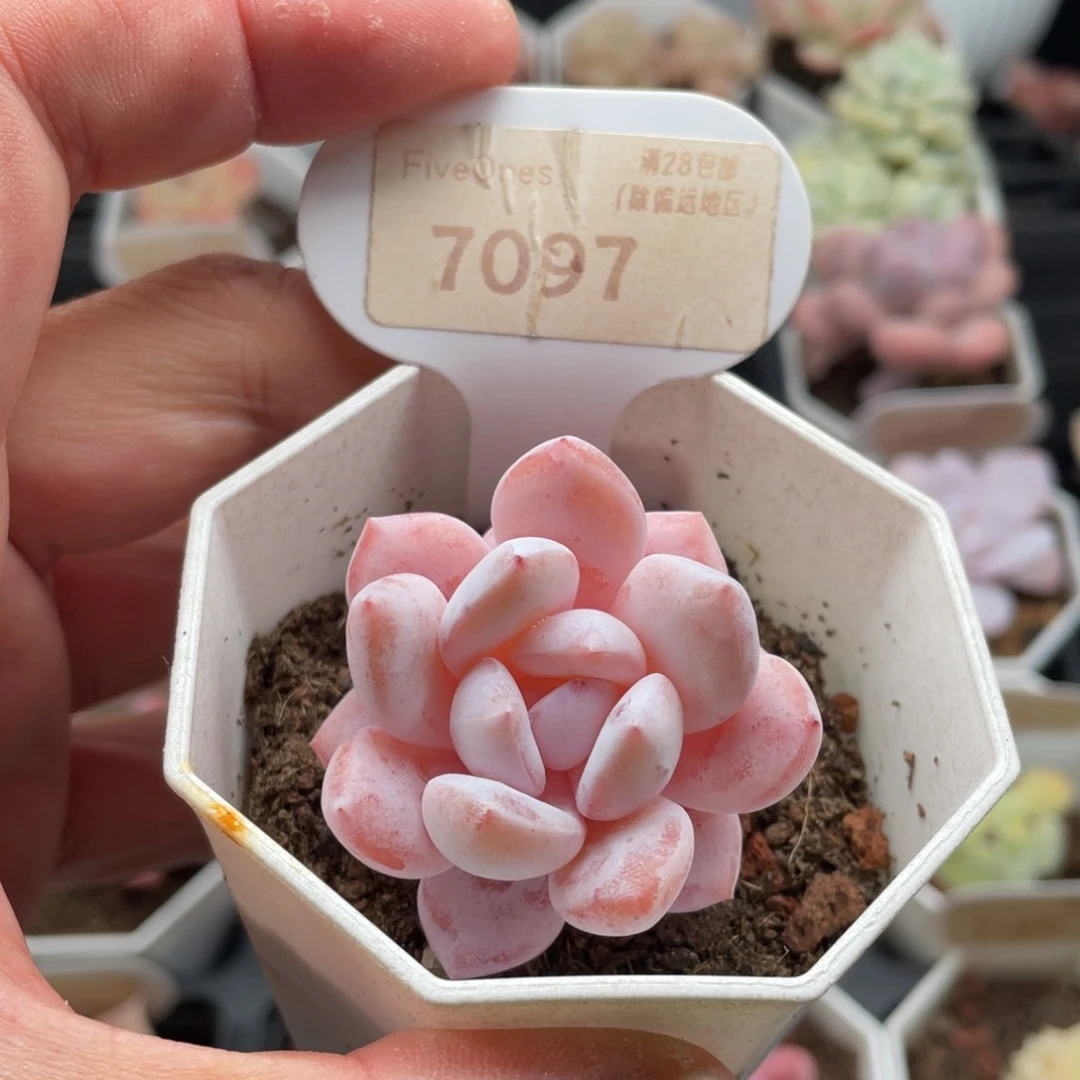 雪糕7097-4.0厘米