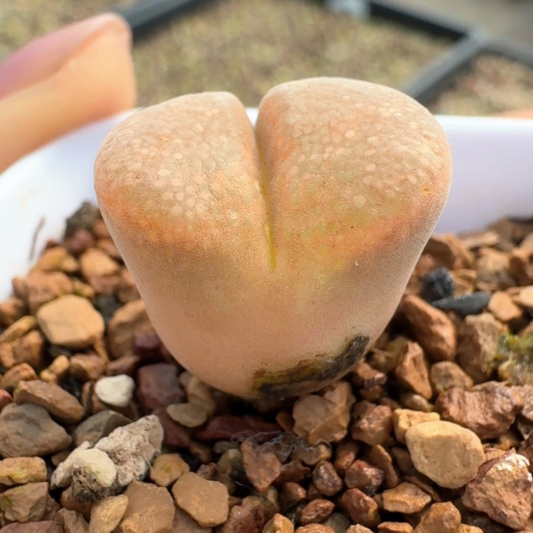 828带盆土发货c10。0000