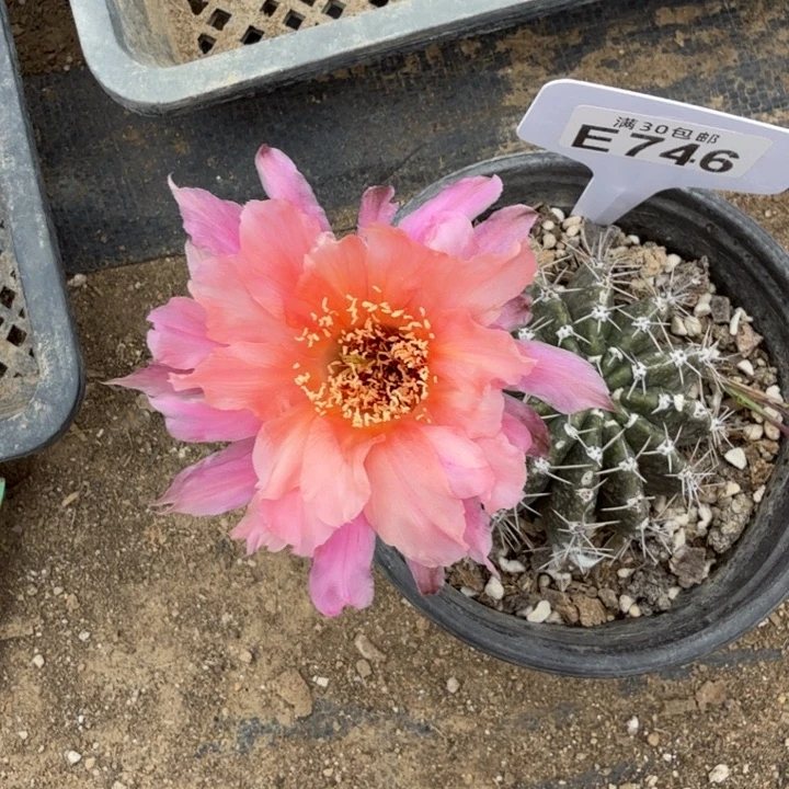 红袖特价福利E746