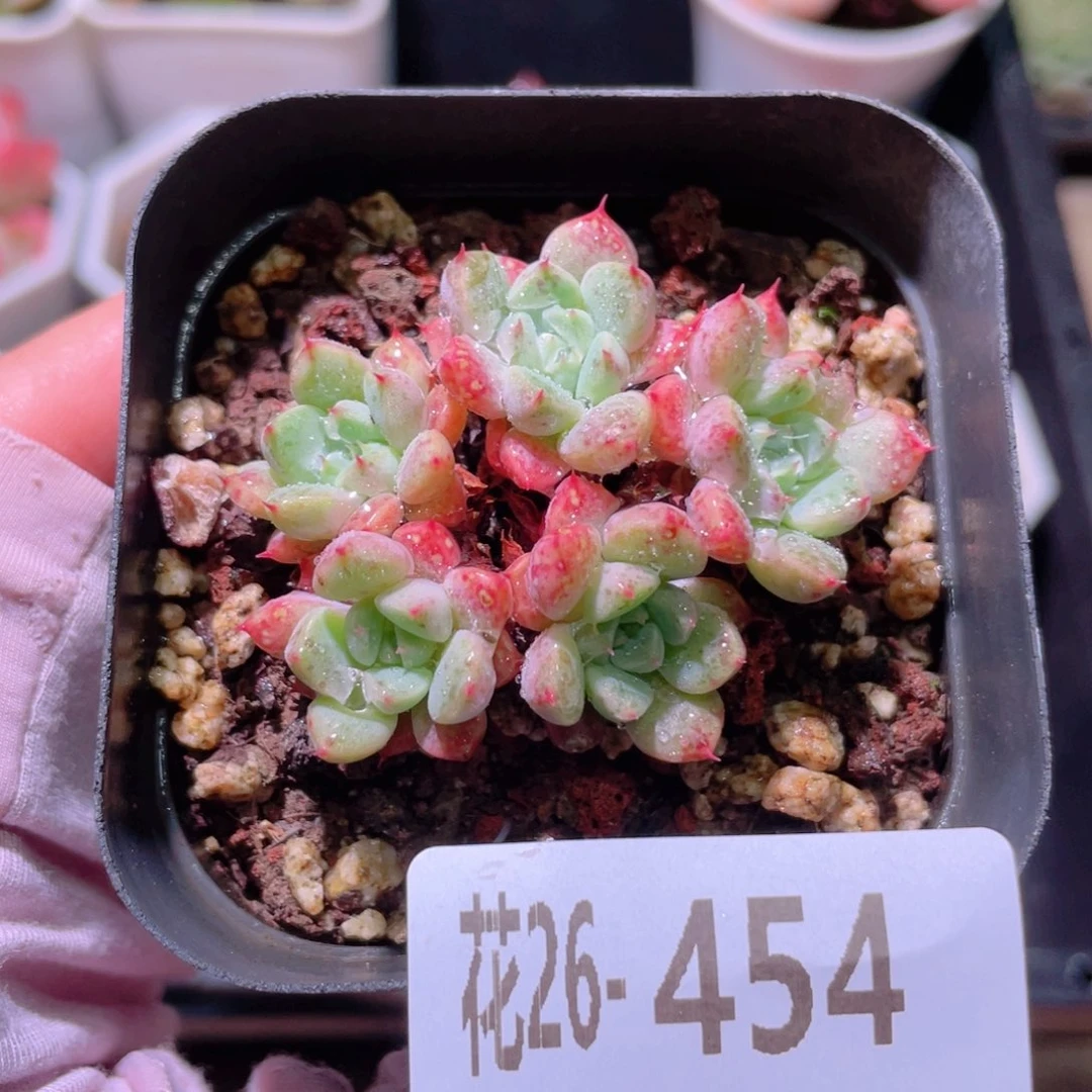 花利美26-454阿曼尼