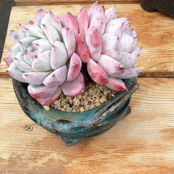 东*福娃一物一拍