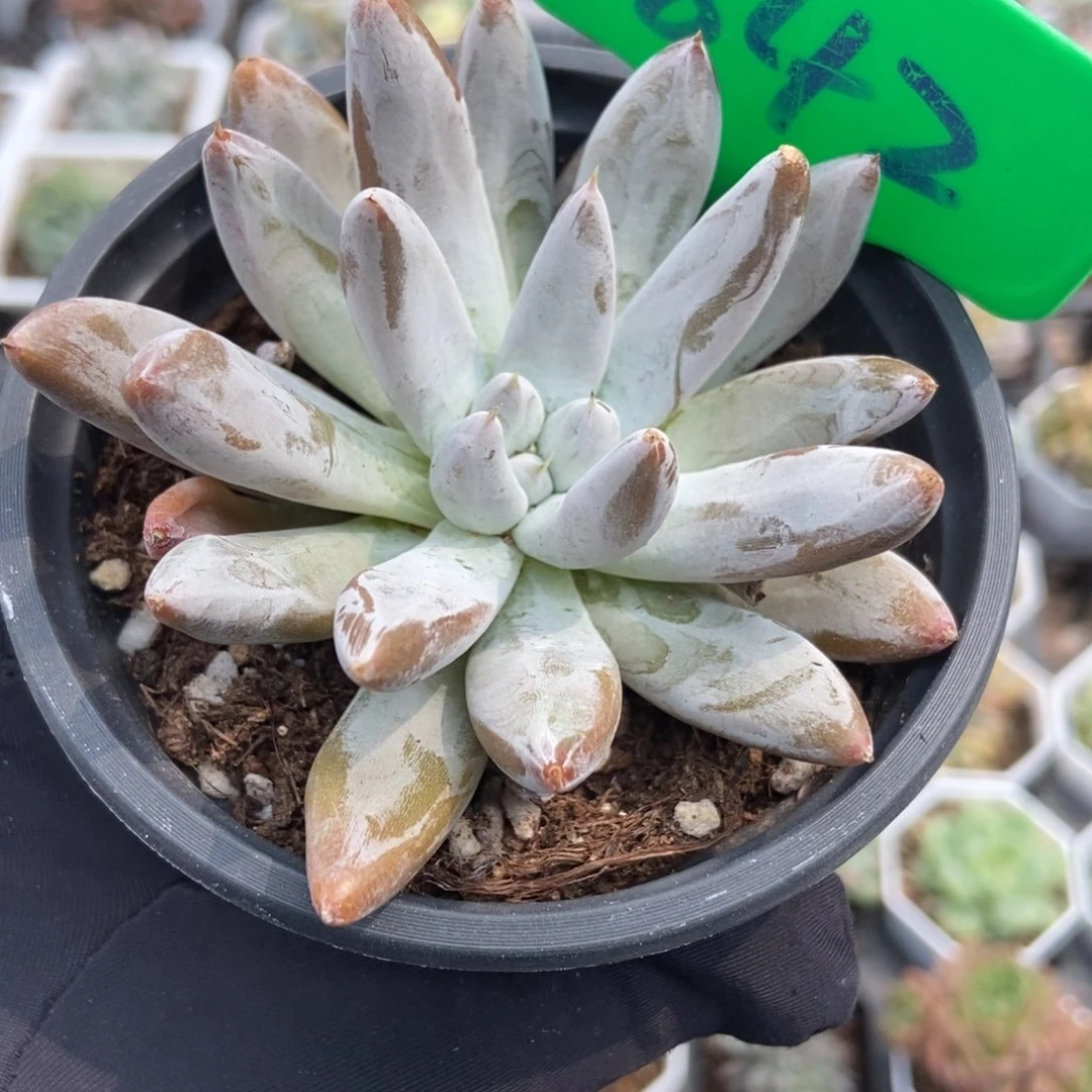 842杜里万多肉植物