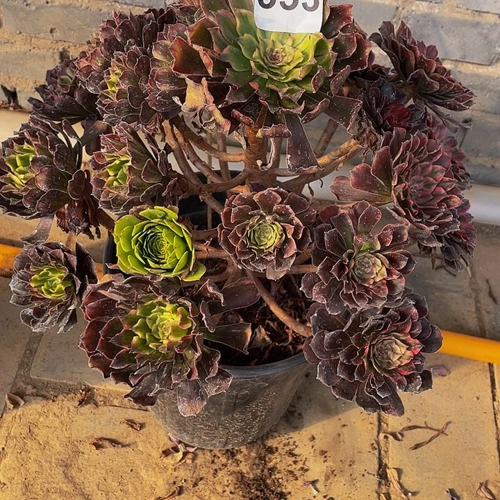 陌*多肉法师353号玲珑发货