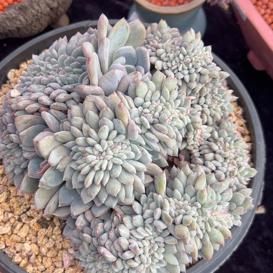 新年快乐新年快乐