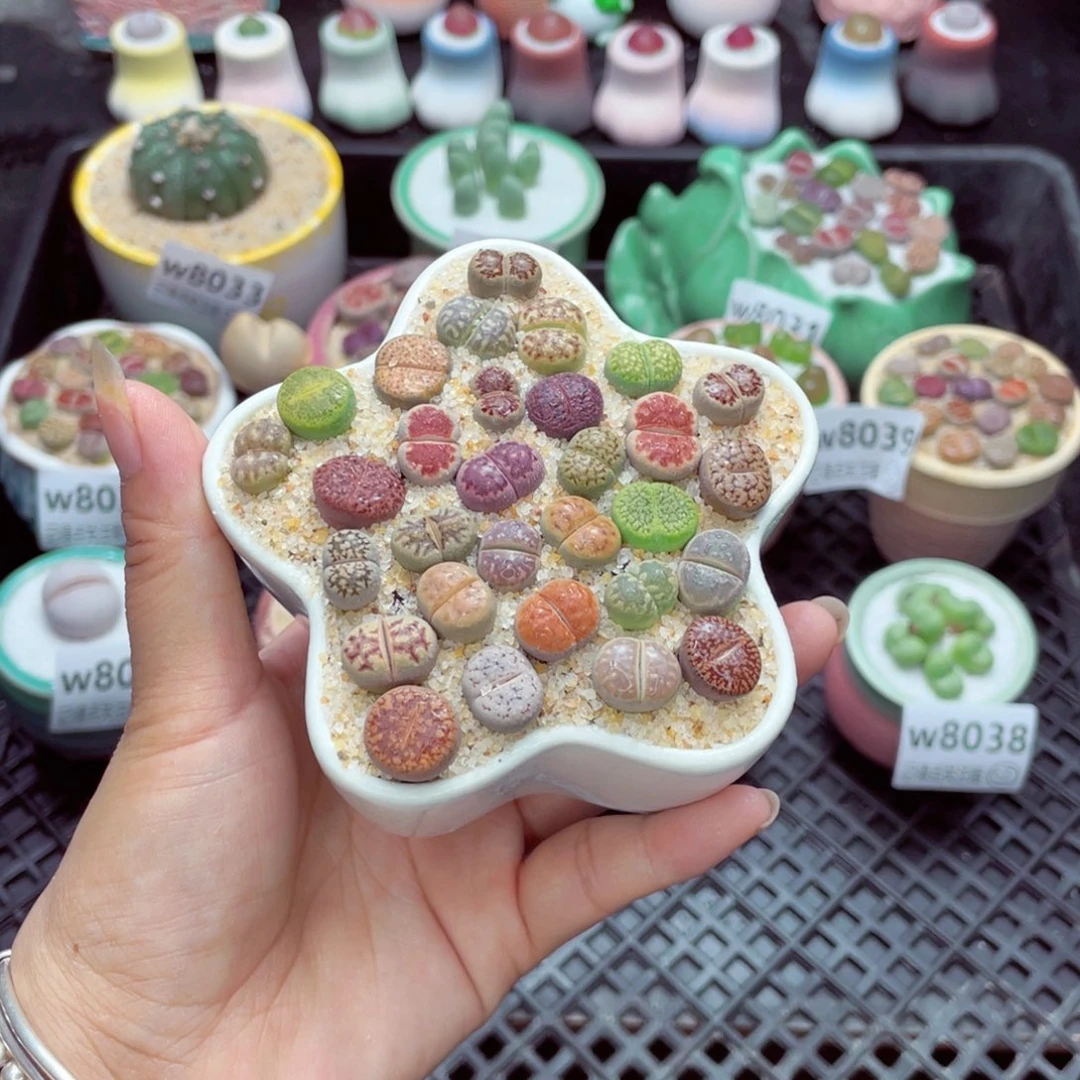 w8041 带盆土发货一物一拍