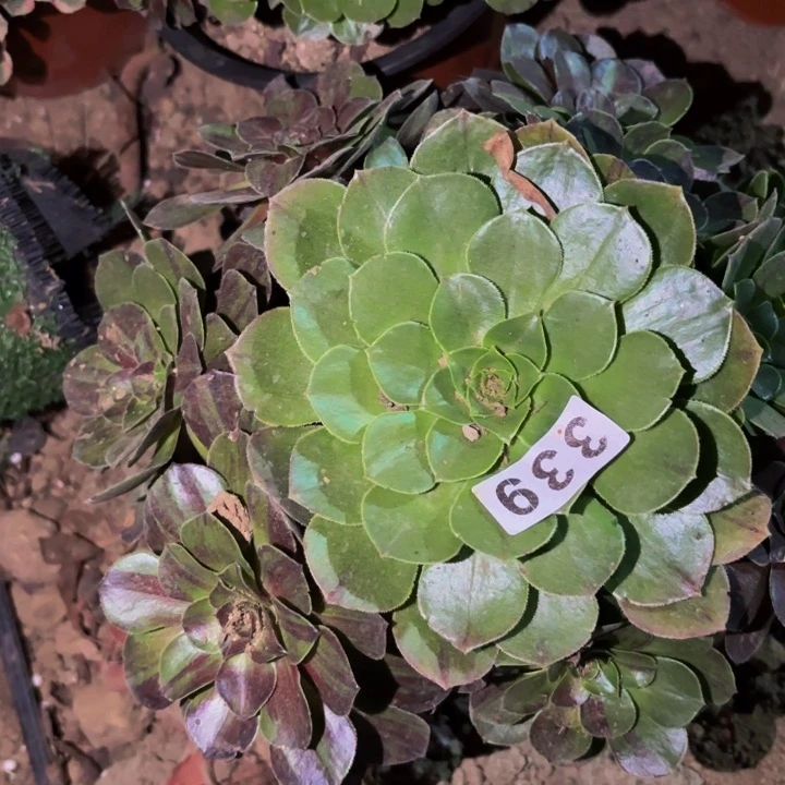 339花月夜多肉植物