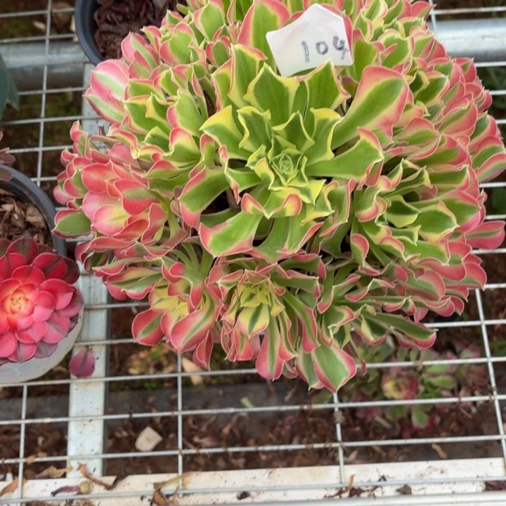 云南雨花石好看104号