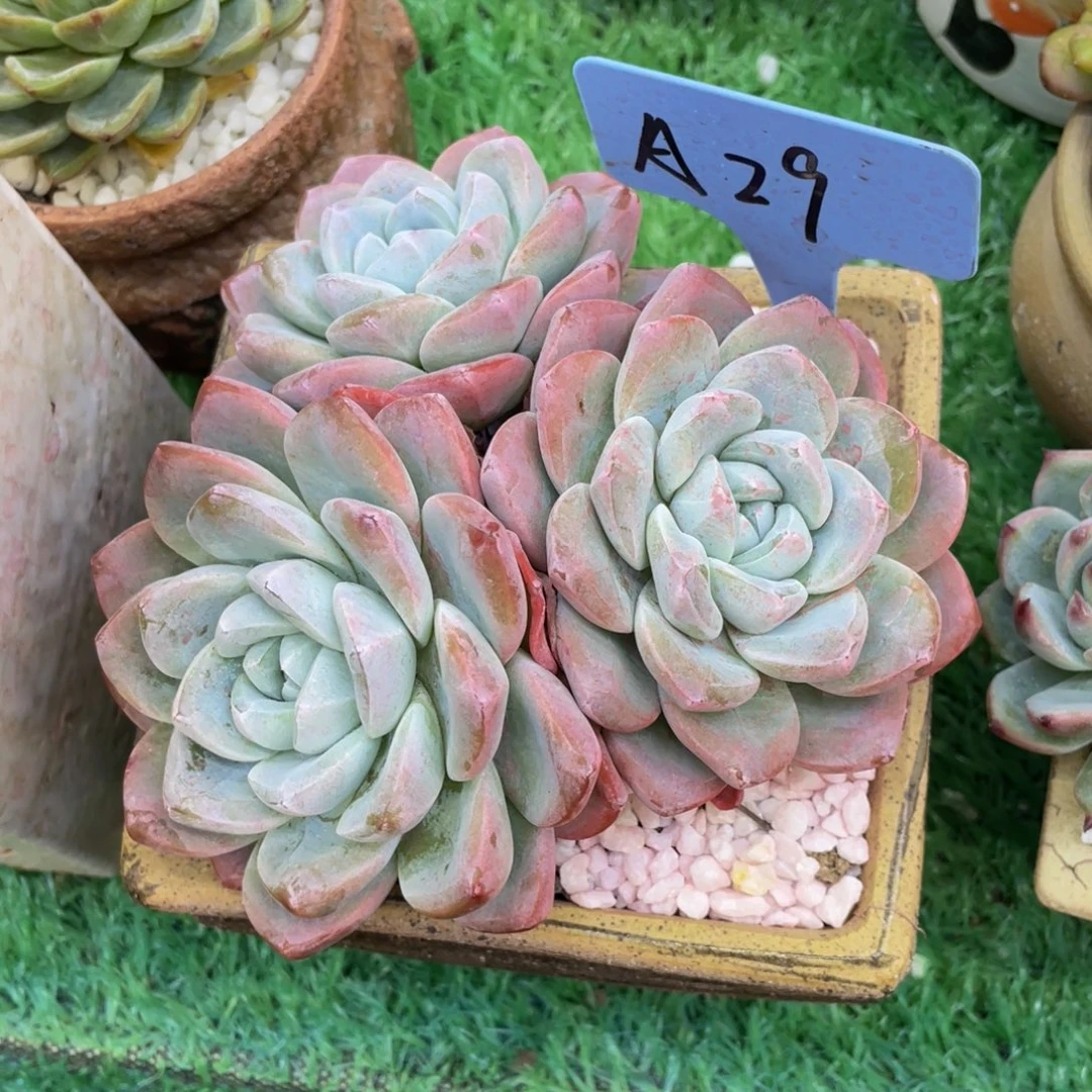 冰玉多肉植物盆栽多肉