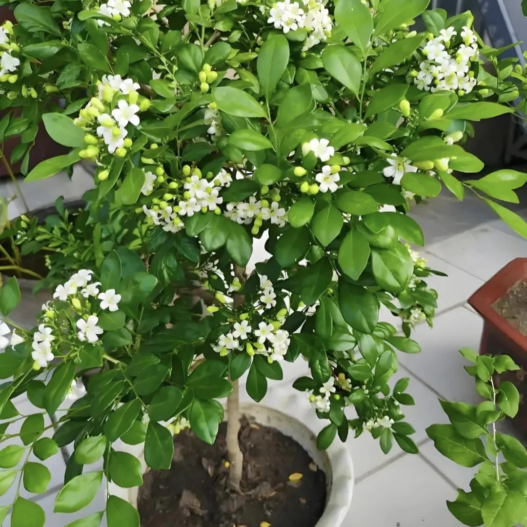 九里香绿植室内造景