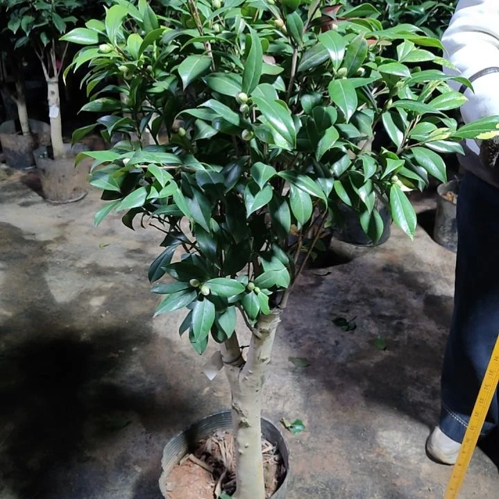 全部花苞紫玫瑰不包邮