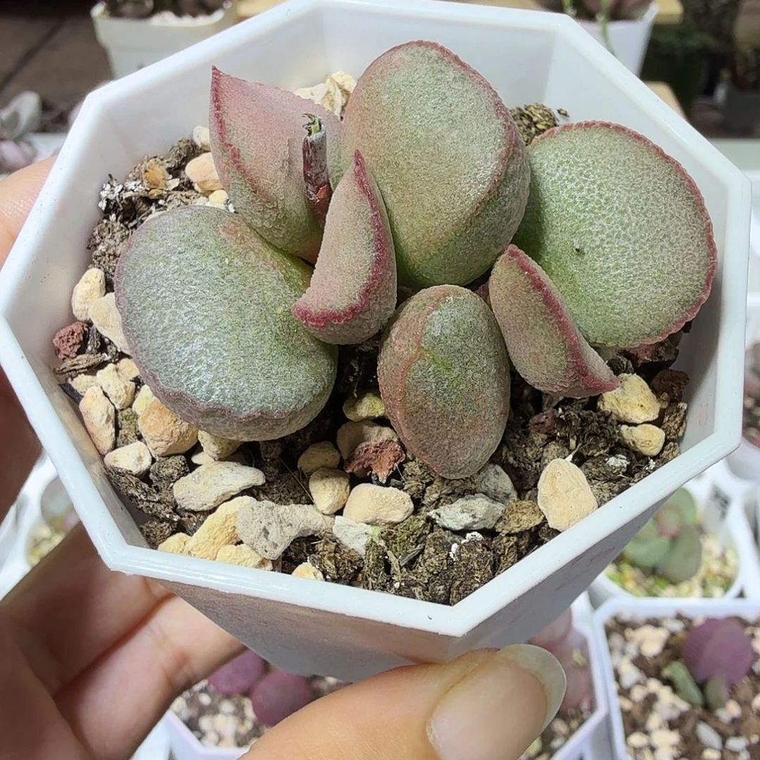 妖姬水泡多肉植物