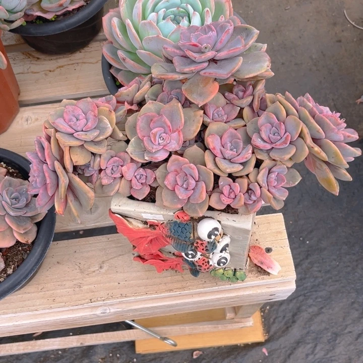 彩虹糖多肉植物8 2 8