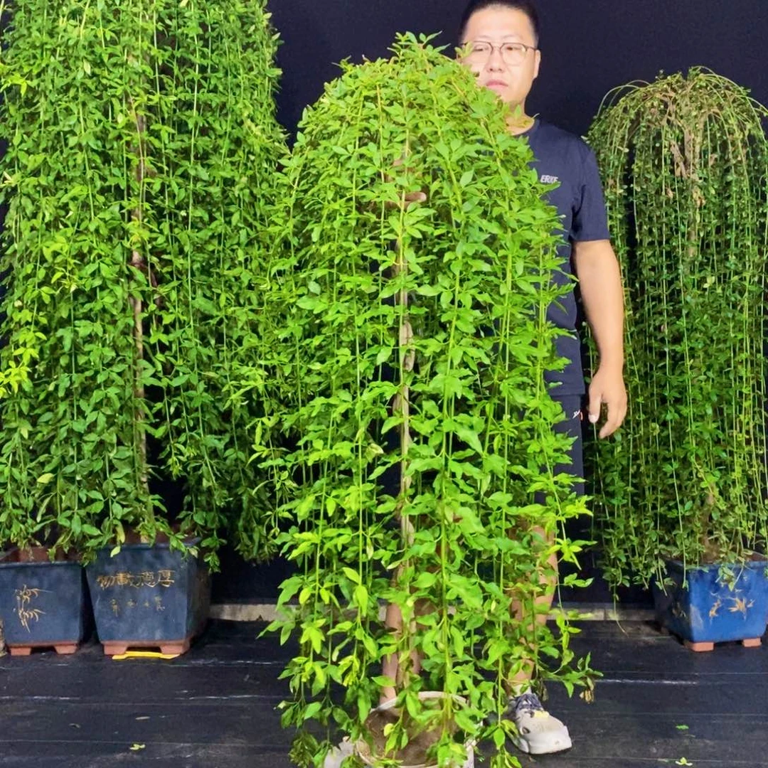 探春花，一物一拍，
